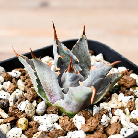 アガベ ハイブリット "邪霊" (特白肌怒雷神×血妖) 【台湾huplants2010産/子株販売】RF25012128