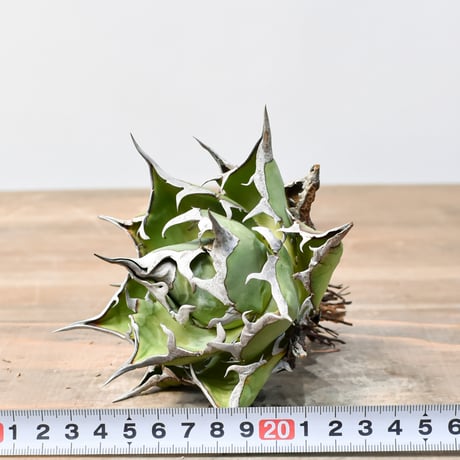 アガベ チタノタ "精品ハデス" / 精品黒帝斯、精品恐竜牙歯 【台湾 dragon agave産/中株/抜き苗】I