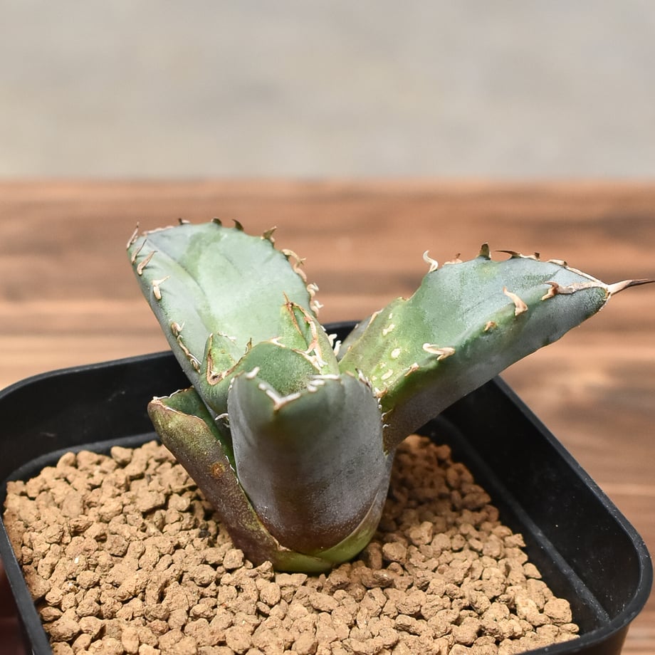64884dde6aabc3002b24ff6a