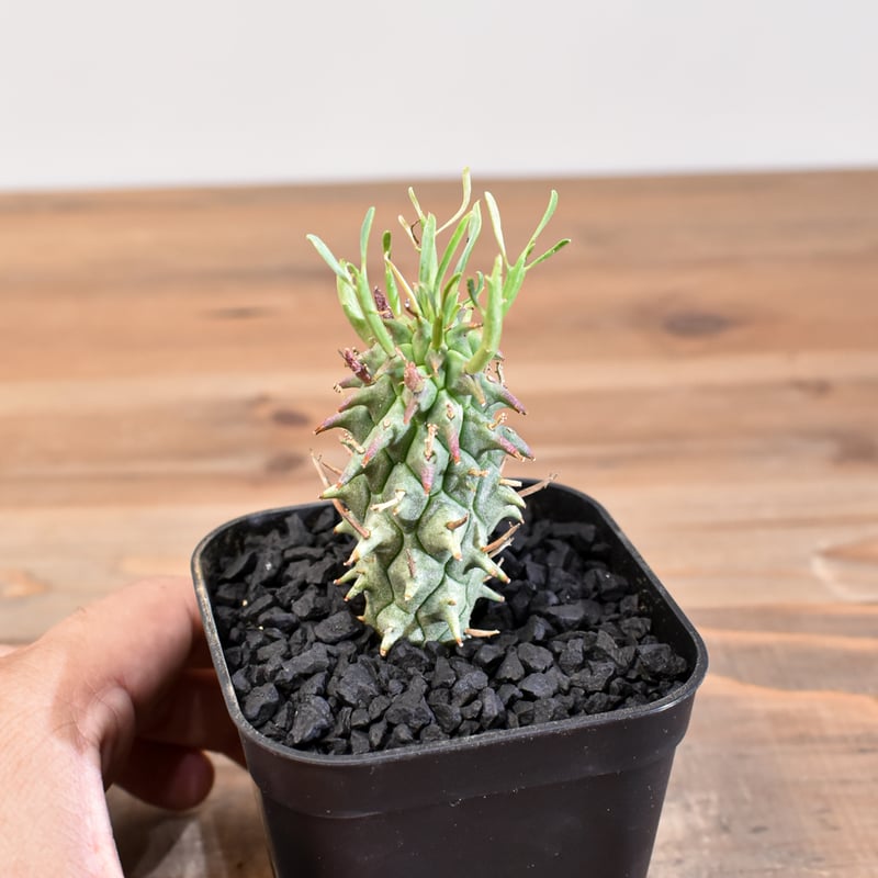 ユーフォルビア スコエンランディ 