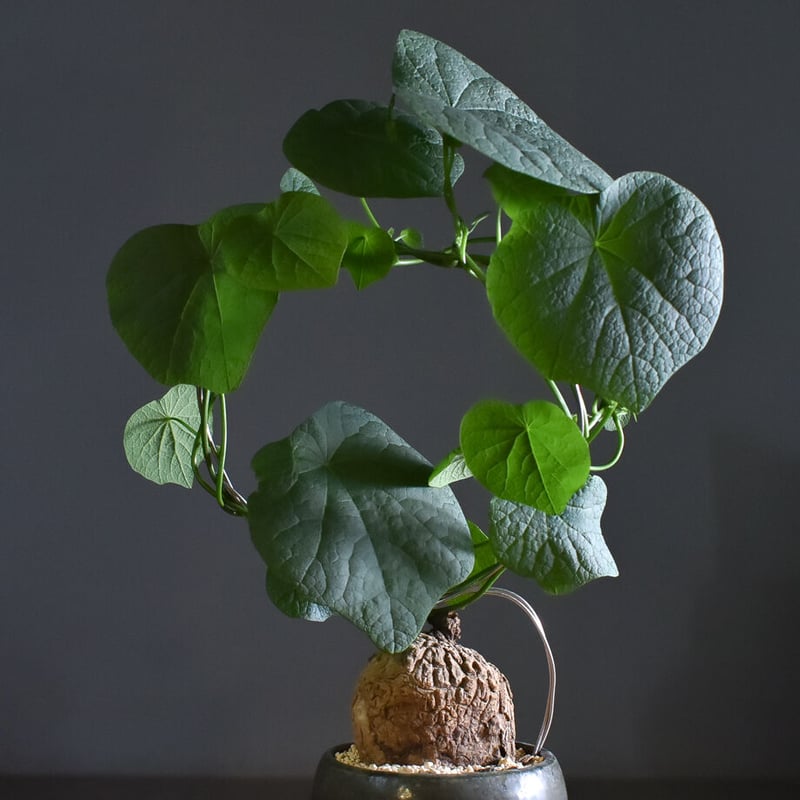 【美株/塊根植物】ステファニア スベローサ　ハート型大株　発根済み 美株/塊根植物】ステファニア スベローサ セレクト大株 発根済み
