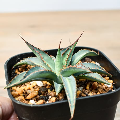 アガベ ハイブリット "五色万代×象牙妖炎"(ロファンサ×陽炎エボリスピナ)【台湾botanical_seeker産】E RF25011423