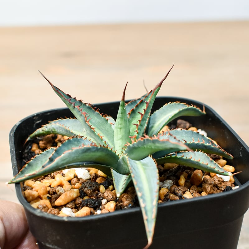 アガベ ハイブリット 