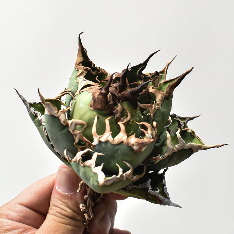 69bb464b3ffe3e1d266e8df6