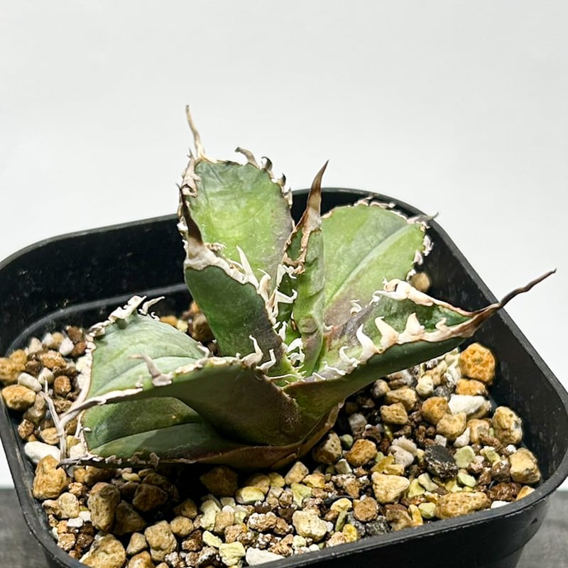 アガベ チタノタ ゴジラ 