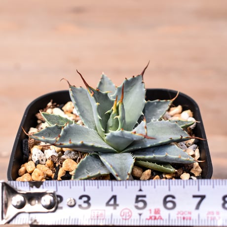 アガベ ハイブリット "特選血雷×象牙妖炎" (血斑無し個体)【台湾botanical_seeker産/選抜株】RF25011809