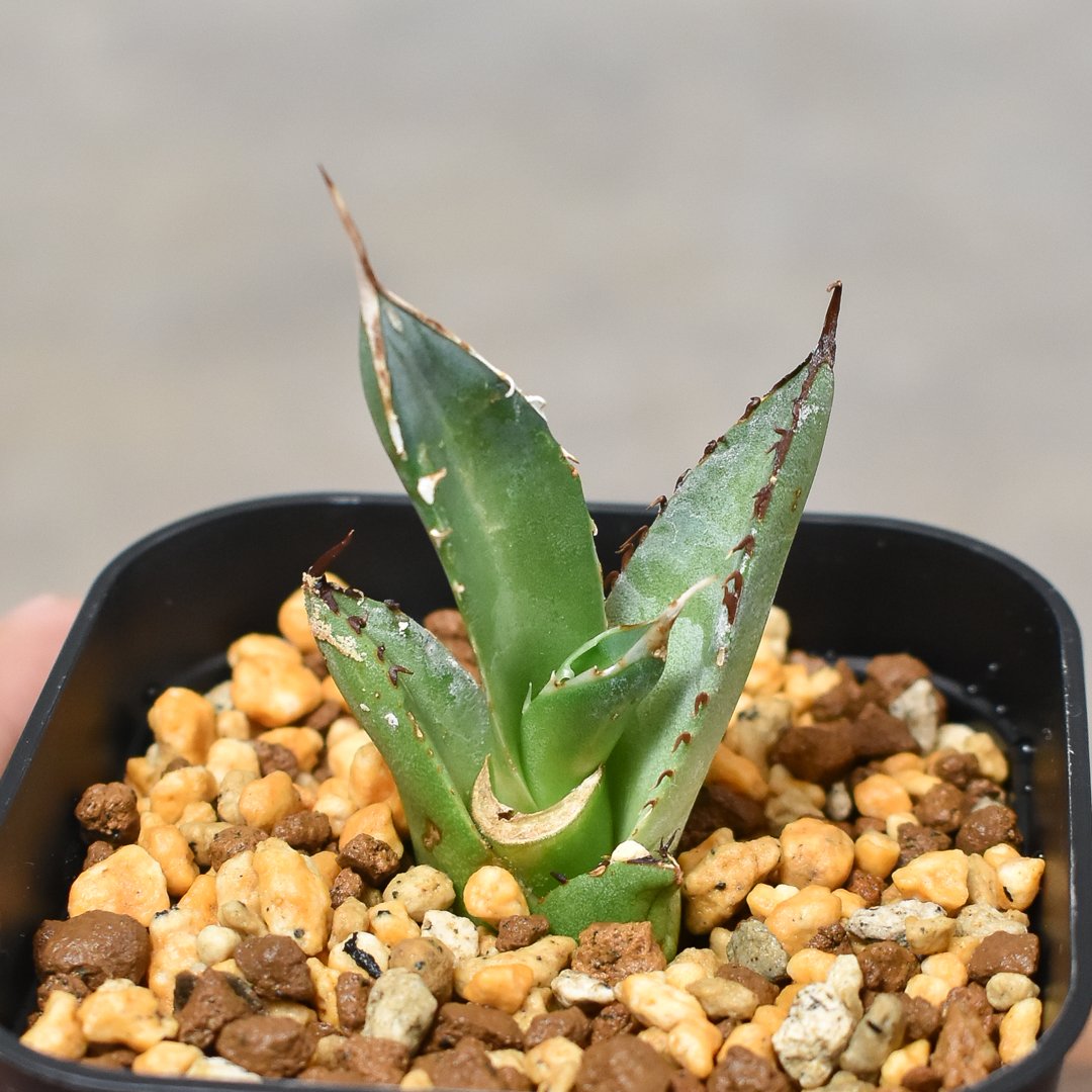 アガベ　チタノタ　鳳凰　フェニックス　#020 アガベ チタノタ フェニックス 