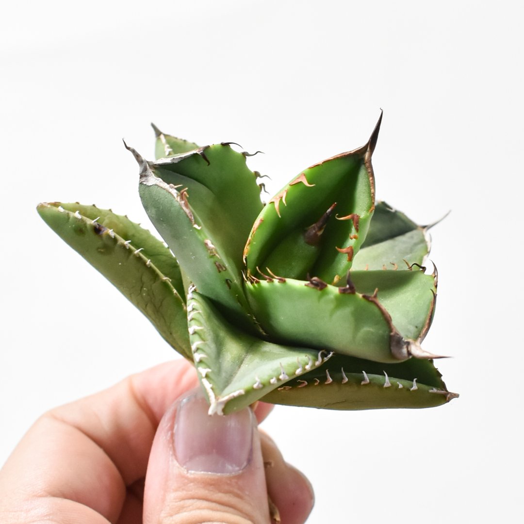 アガベ X犀牛 中株 アガベ チタノタ 