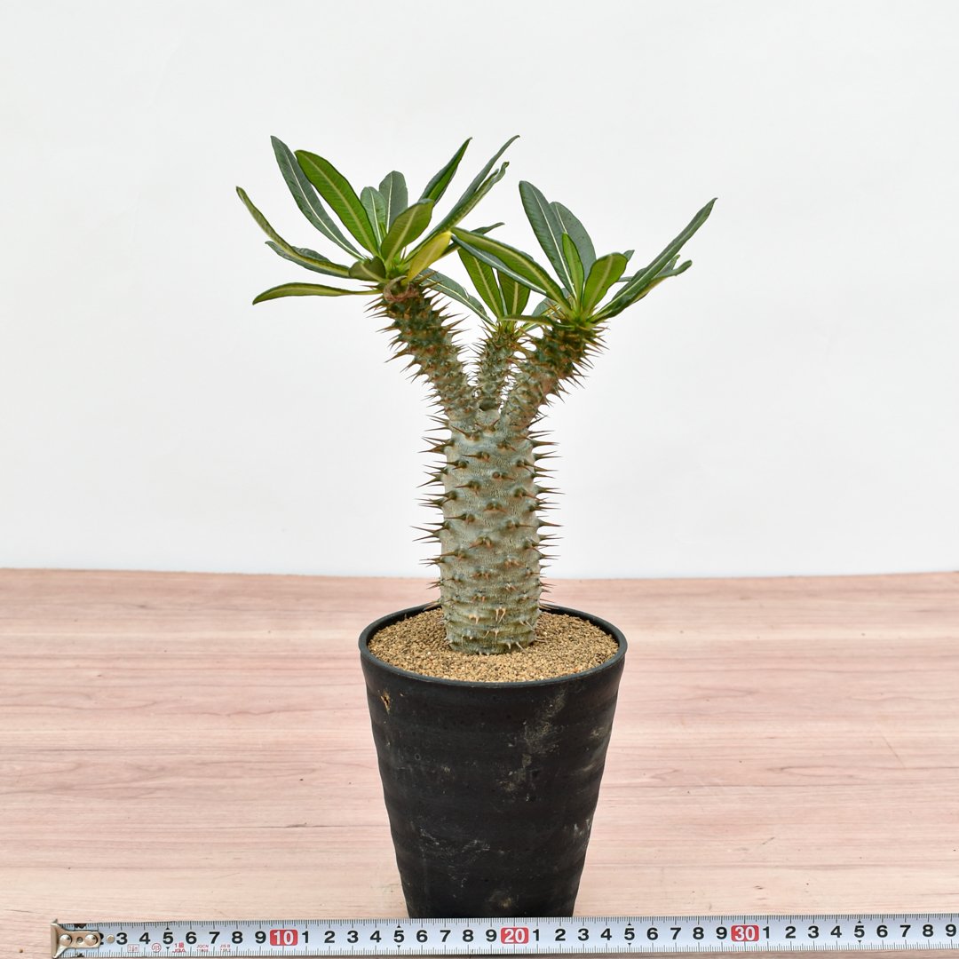 パキポディウム アンボンゲンセ 【実生】RFHK-304 | RAFLUM / ラフラム