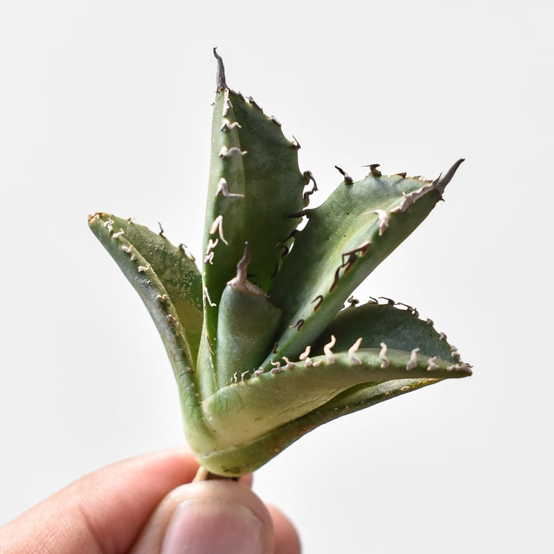 アガベ5株セット チタノタ オテロイ SAD 巨獣 雷雪 赤猫 黒犀牛 アガベ