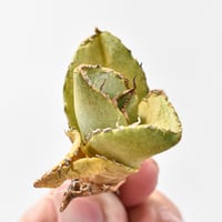 アガベ チタノタ "貔貅"【台湾 dragon agave産/TC子株/抜き苗】137(T)