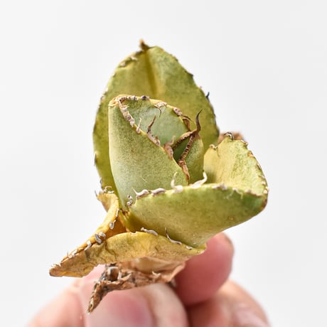 CATEGORY アガベ チタノタ 貔貅 | RAFLUM / ラフラム｜東京、大阪の