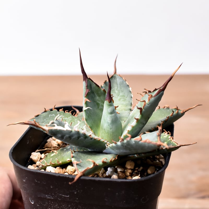 ユタエンシス エボリスピナ×ブラックアンドブルー【カリフォルニア産