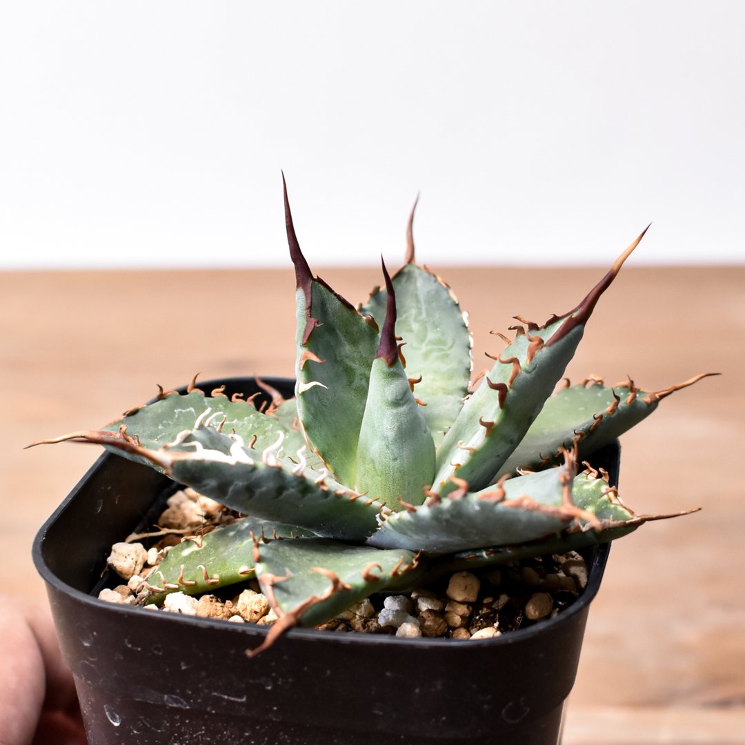 ユタエンシス エボリスピナ×ブラックアンドブルー【カリフォルニア産