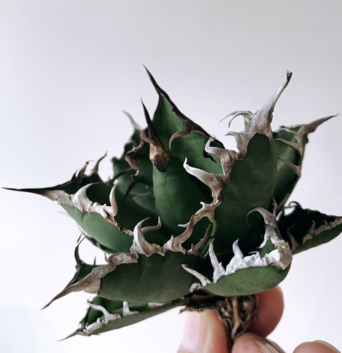 アガベ チタノタ シーザー　抜き苗 アガベ チタノタ シーザー (抜き苗販売) RF22677 | RAFLUM / ラフラム