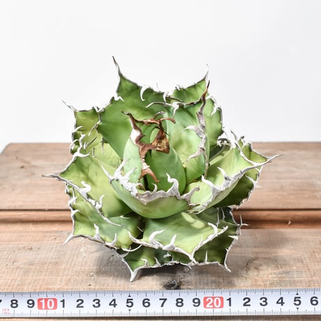 アガベ チタノタ シーザー / 精品凱撒 【台湾 dragon agave産/大株/抜き苗】C DG25010058(T)