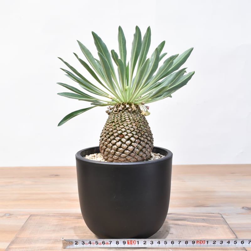 専用　冰雹　ブツブツ　内棘　裏棘　発根済み　8 ホタルクス FE4P 電子点灯管 グロー球 40W形用 口金P21 10個