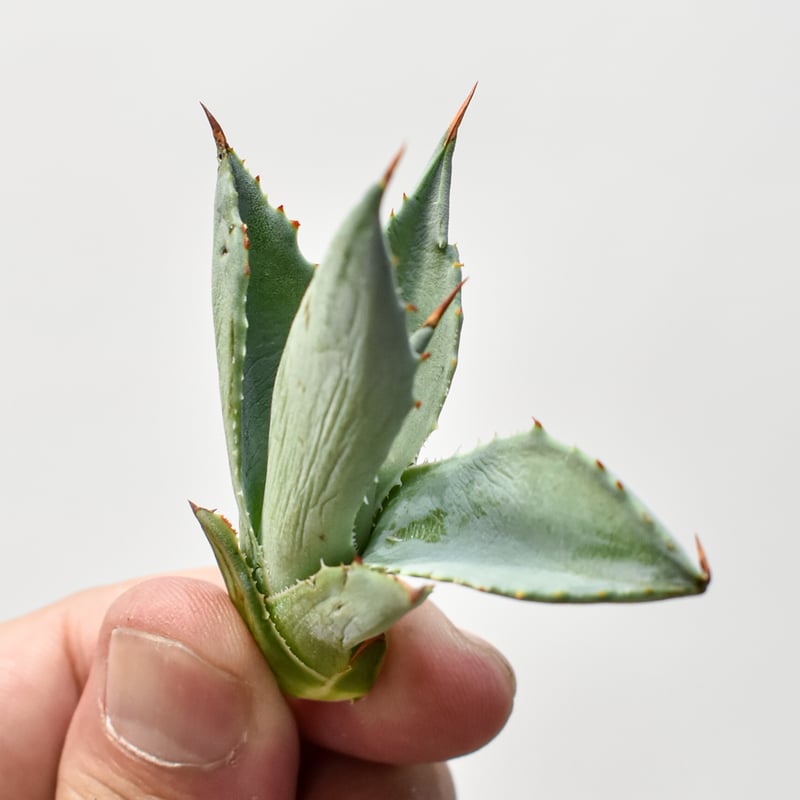 アガベ ハイブリット 