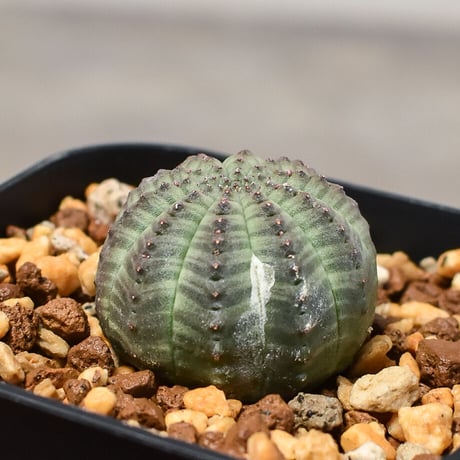 ユーフォルビア オベサ "ミニオベサ" （発根済み）RF230411 I