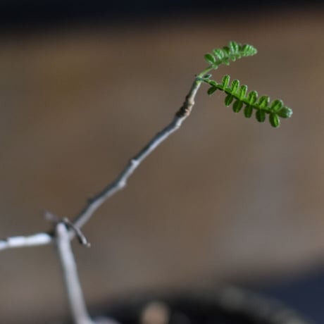 オペルクリカリア  ヒファエノイデス  【 灌木系の希少種！塊根部もしっかりとした優良株を是非！ 】RF22523