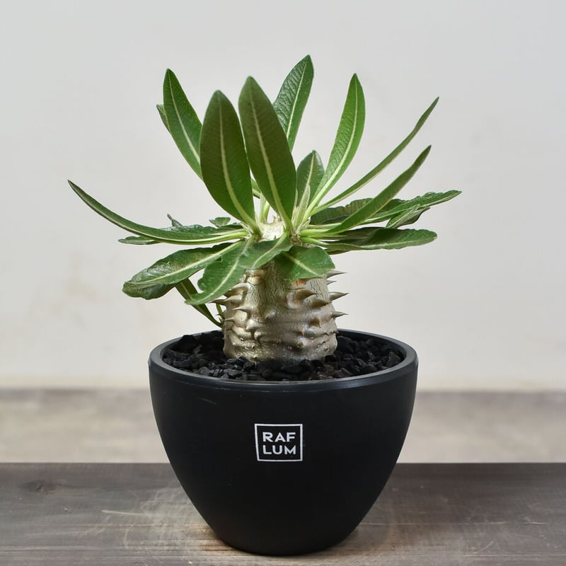 パキポディウムデンシカウレ（恵比寿大黒）3 パキポディウム デンシカウレ 恵比寿大黒 | GREEN LUCK