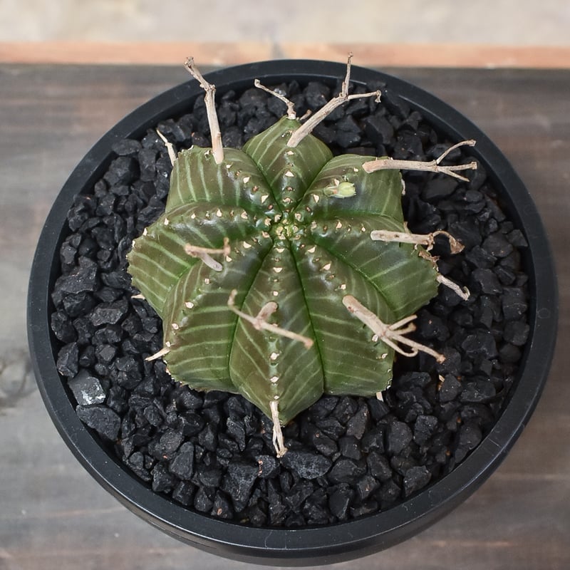 ユーフォルビア・バリダ  