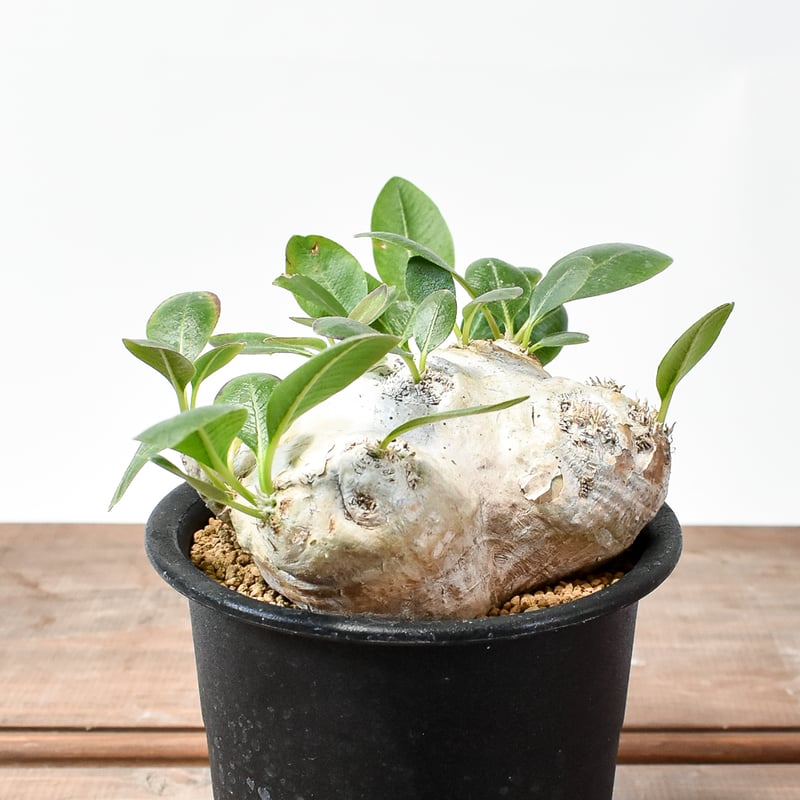 パキポディウム ブレビカウレ 