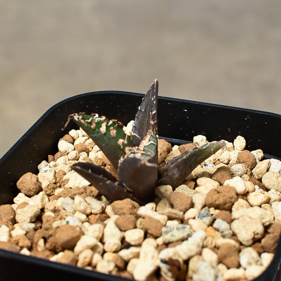 アガベ チタノタ 