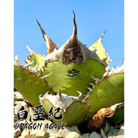 RAFLUMコレクション】アガベ チタノタ 