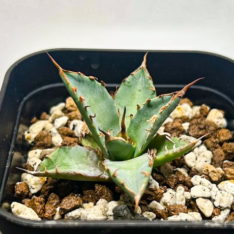 CATEGORY アガベ Dennis ハイブリッド 黑帝斯x妖炎 /ハデス