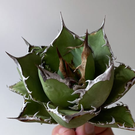 アガベ チタノタ フレイム "烈焰" (抜き苗販売) RF22802
