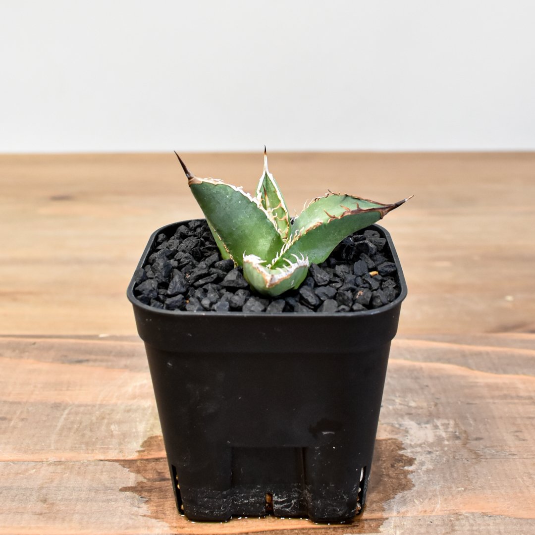 アガベ　ハデス　台湾産 アガベ チタノタ ハイブリッド 黑帝斯(ハデス)×姬嚴龍 【台湾