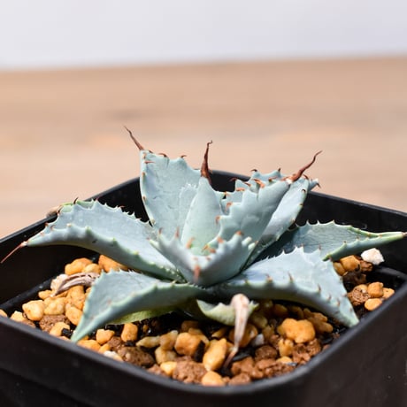 アガベ ハイブリット 日系イシスメンシス×象牙妖炎（陽炎エボリ）【台湾botanical_seeker産】RF25011407