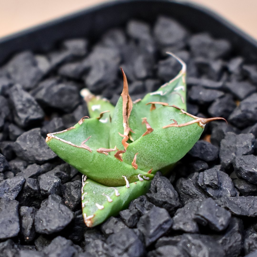 HAYA　アガベ　ホリダ　親1子2 HAYA様専用 アガベ ホリダ 親1子2