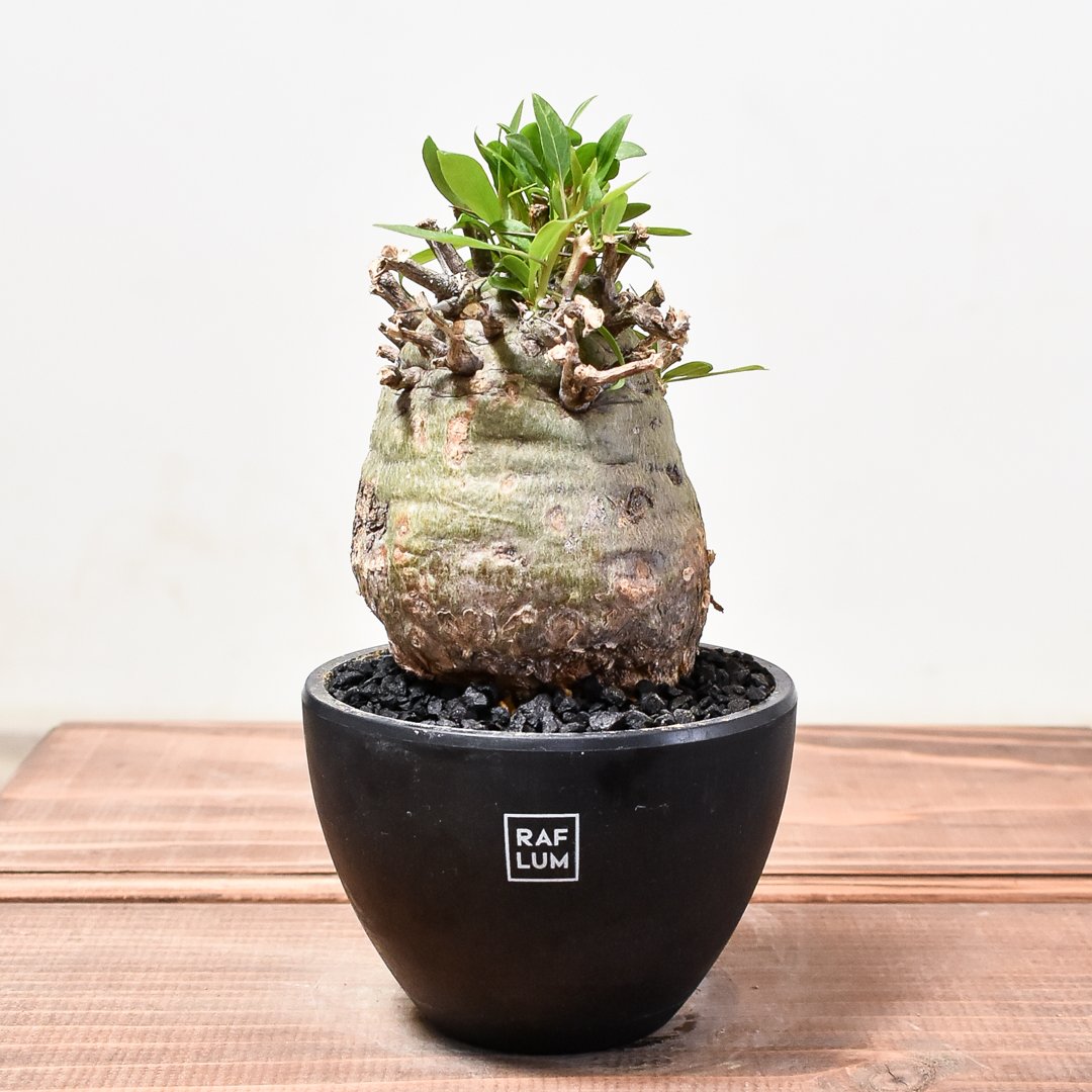 b*5様 メキシコソノラ砂漠原産フォークイエリアコルムナリス b*5様 メキシコソノラ砂漠原産フォークイエリアコルムナリス