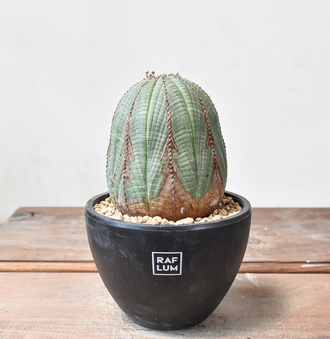 ユーフォルビア オベサ 【発根済み】HK2402397 (T) | RAFLUM / ラフラ