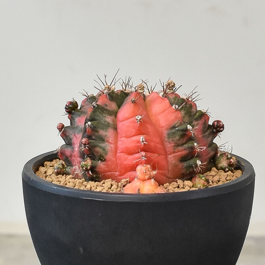 多肉植物　韓国苗　ギムノカリキウム　ミハノビッチT-LUX　発根済み ギムノカリキウム ミハノビッチ 実生【発根管理中】緋牡丹錦