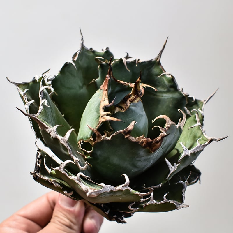 J*N様 m193 アガベ　チタノタ大白鯨、狂刺、大株 J*N様 m193 アガベ チタノタ大白鯨、狂刺、大株 J*N様 m193