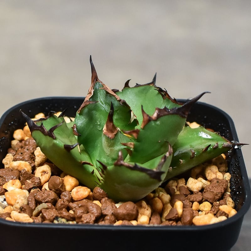 貴重‼️ アガベ などなど✨ 現品お届け】アガベ 4号 チタノタ タワーオブバベル Agave