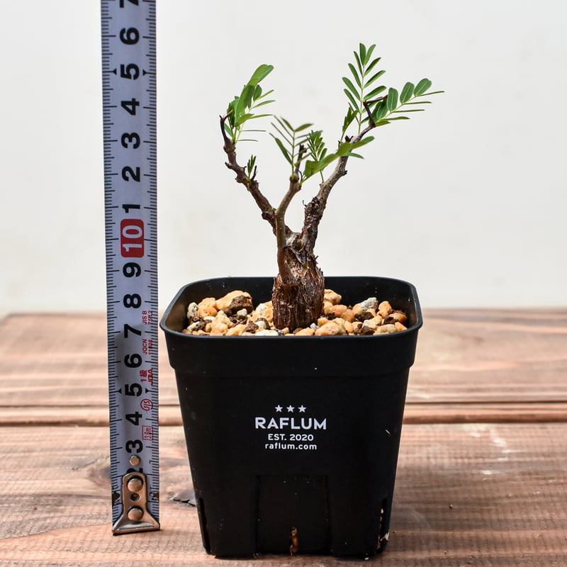 センナ　メリディオナリス　発根済み センナ メリディオナリスB 発根済み 【公式通販】