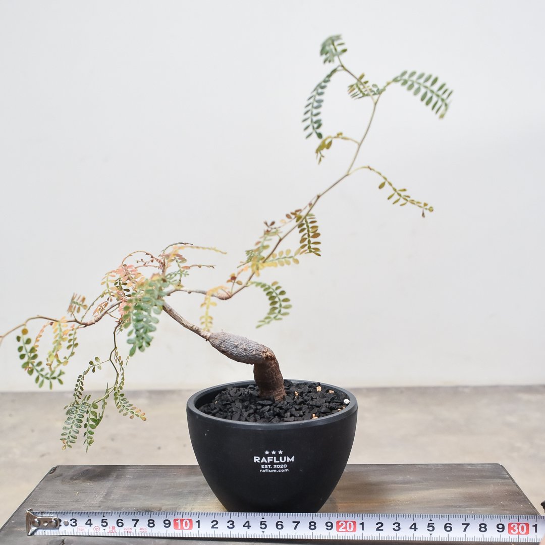 早い者勝ち※【実生株①】オペルクリカリア ヒファエノイデス 【公式通販】