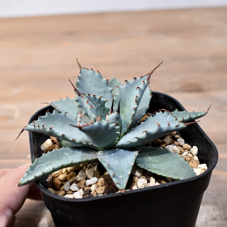 アガベ ハイブリット 日系イシスメンシス×象牙妖炎（陽炎エボリ）【台湾botanical_seeker産】RF25011410