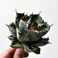 値下げ中❗️オペルクリカリアパキプス　発根済み　コレクション株 最終値下げ 発根済 オペルクリカリアパキプス 値下げ中❗️オペルクリ