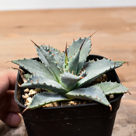 アガベ ハイブリット 日系イシスメンシス×象牙妖炎（陽炎エボリ）【台湾botanical_seeker産】RF25011370