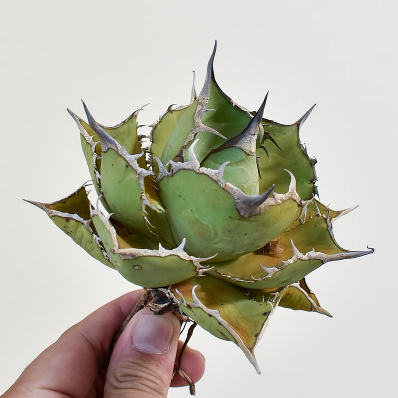 アガベ チタノタ パンダ 