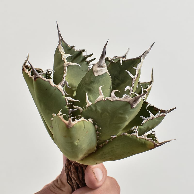 アガベ 白毫刺 OC 白毫刺 20250913 001 | Kenmay