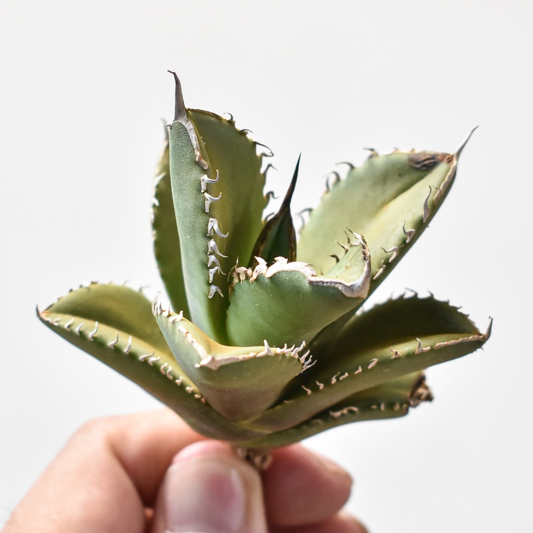 アガベ チタノタ シャークソード アガベ チタノタ シャークソード