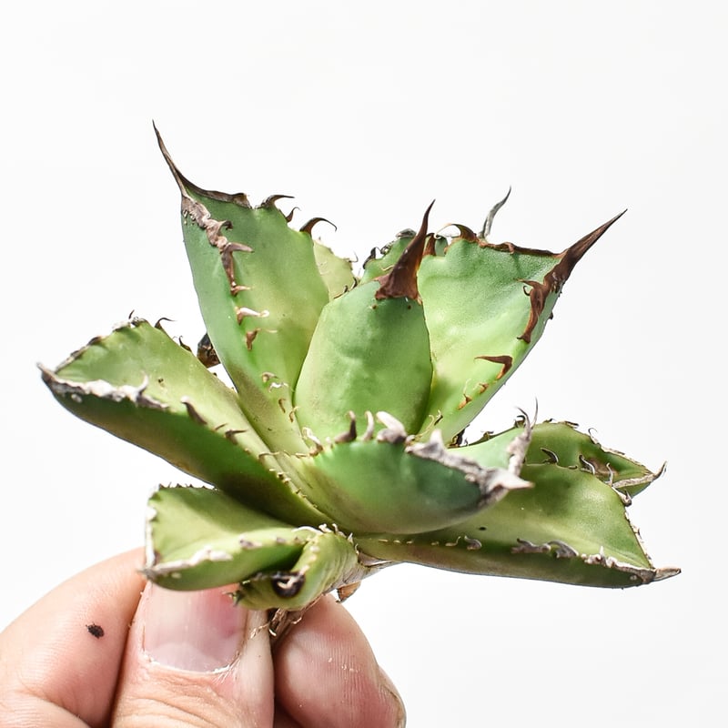 パルナシウス・アクデステス（チベット産、 オス） パルナシウス・アクデステス（チベットサン、 オス）