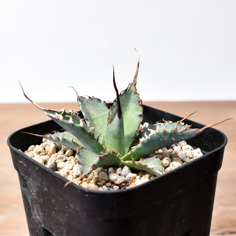 ユタエンシス エボリスピナ×ブラックアンドブルー【カリフォルニア産