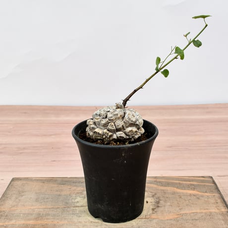 亀甲竜 亀甲竜 EC1234 – TaiShoDo ONLINE SHOP
